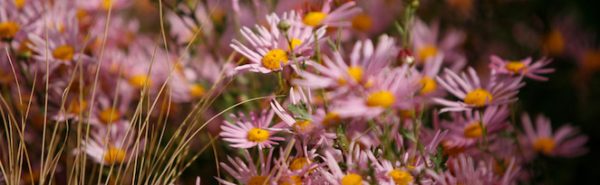 PPF - Pink and Yellow Flowers