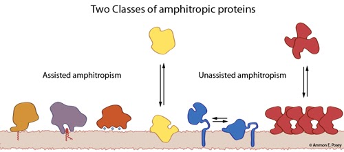 two classes of amphitropic proteins