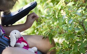 a young child uses her wheelchair to play with petal on a shrub. 